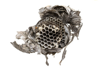 Wall Mural - wasp nest on a transparent isolated background. png