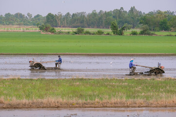 Wall Mural - Farmers are planting rice in the fields.