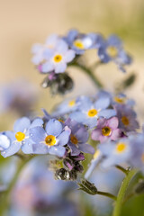 flowers on blue background