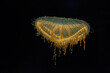 Japanese flower hat jelly isolated on black