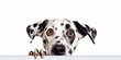 Artistic monochrome portrayal of a Dalmatian with deep expressive eyes, capturing the essence of its gentle nature.