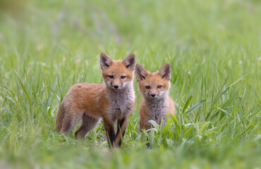 Poster - Red fox kits (Vulpes vulpes) playing near the den deep in a meadow in early spring in Canada