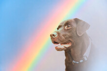 Dog And Rainbow Rainbow Bridge Concept Close-up Portrait Of Labrador Retriever Dog On Rainbow Background