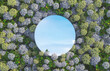 Sky reflection in mirror on spring Hydrangea flower field. 3d rendering.