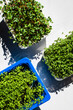 Photo of a fresh young natural bio and eco organic microgreen plants in plastic pots on a harsh sun light  on white background close up macro top view