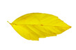 Yellow leaf png image _ leaf images _ tree images _ leaf in isolated white back ground _ decorated leaf images 