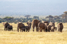 A Large Bull Elephant Walks With A Herd Of Females And Young Through The Long Grass Of Amboseli National Park, Kenya
