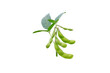 Soybean or soya bean branch isolated transparent png. Glycine max plant with beans and leaves.  