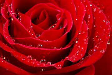 Poster - Extreme macro image of a red rose petals with dew drops