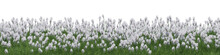 Evergreen White Flower And Grass Field In Nature, Flowres On Garden In Springtime, Tropical Forest Isolated On Transparent Background - PNG File, 3D Rendering Illustration For Create And Design Or Etc