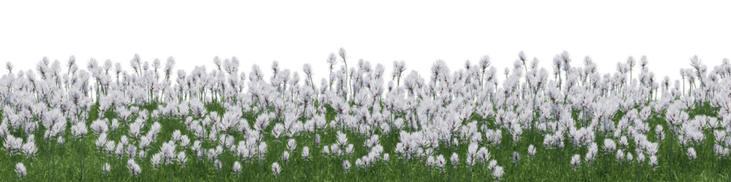 evergreen white flower and grass field in nature, flowres on garden in springtime, tropical forest i