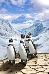 Wall Mural - The group of penguins costs on dried end cracked ground and is very surprised