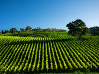 Canvas Print - Beautiful Vineyard Landscape with large gum tree