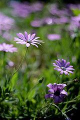 les fleurs du jardin public 2