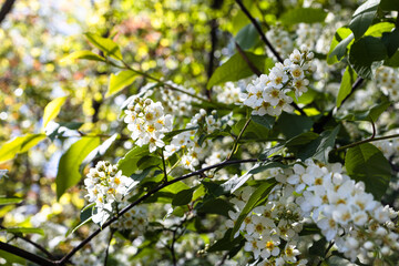 Wall Mural - white bird-cherry flowers in city park close up on sunny spring day