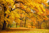 Fototapeta Krajobraz - Autumn / Gold Trees in a park