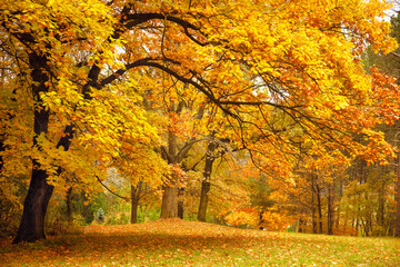 Poster - Autumn / Gold Trees in a park