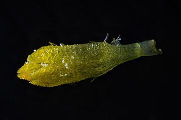 A daisy flower plucked from an inflorescence.