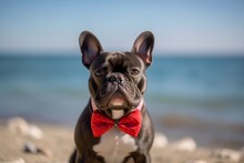 Medium Shot Portrait Photography Of An Aggressive French Bulldog Wearing A Bow Tie Against Dog-friendly Beaches Background. With Generative AI Technology