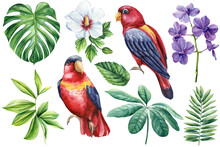 Set Tropical Bird Parrot, Orchid Flower And Palm Leaf Isolated White Background, Watercolor Illustration Hand Drawing