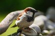 House sparrow, male by the water of the bird water hole. Moravia. Czechia.