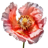 Fototapeta Kwiaty - a poppy flower