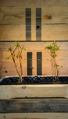 Wooden raised bed with raspberry plant, self sufficient gardening at home.