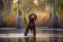 Environmental Portrait Photography Of An Aggressive Cocker Spaniel Standing On Hind Legs Against Swamps And Bayous Background. With Generative AI Technology