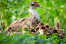 Ducklings With Mother On Grass
