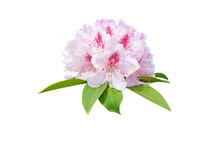 Rhododendron Pale Pink Flowers And Leaves Isolated Transparent Png