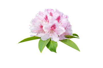 Wall Mural - Rhododendron pale pink flowers and leaves isolated transparent png