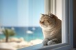 Medium shot portrait photography of a curious exotic shorthair cat window watching against a serene beach. With generative AI technology