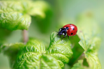 Sticker - Red ladybug sitting on green plant