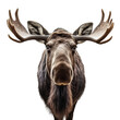 moose face shot isolated on transparent background cutout
