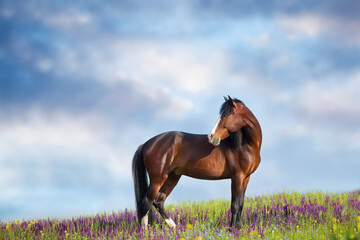 Wall Mural - horse in flowers