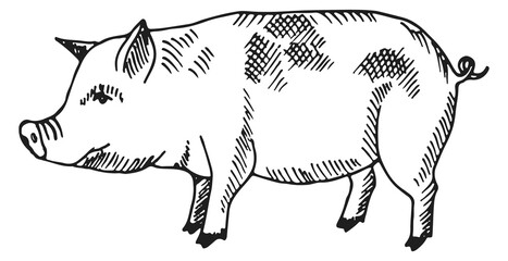 Canvas Print - Pig sketch. Farm animal drawing. Domestic swine