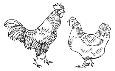 Poster - Chicken sketch. Hen and rooster drawing. Farm poultry