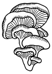 Wall Mural - Oyster mushroom sketch. Tree fungus. Hand drawn icon