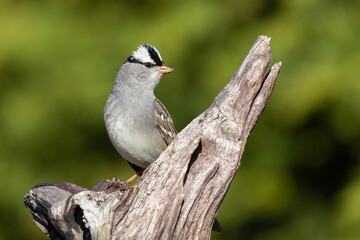 Poster - Male white-crowned sparrow (Zonotrichia leucophrys) in spring