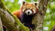 An energetic red panda climbing up a tree. AI generated