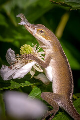 Wall Mural - A Carolina Anole (Anolis carolinensis) has remnants of shed skin clinging to its nose while it holds onto a blackberry bloom. Raleigh, North Carolina.