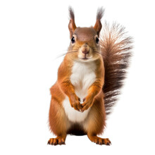 Red Squirrel On White Background