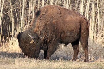 Wall Mural - bison in park national park