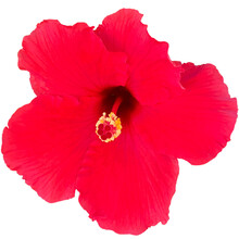 Hibiscus Or Cayenne Flowers