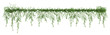 Ivy green with leaf or a trail of realistic ivy leaves. Png transparency