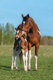 Fototapeta Mapy - Mare with a foal in the field in summer