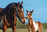 Fototapeta Konie - Mare together with a little foal