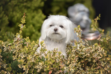 Wall Mural - maltese dog posing outdoors in summer