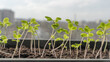 © I - Melon seedlings in a tray, Sprouted seedlings are planted on black tray in the greenhouse.