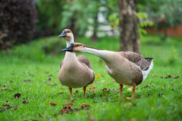 two geese on the grass